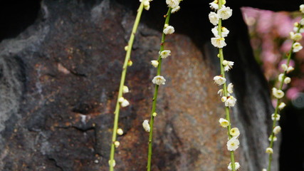 城南宮の枝垂れ梅