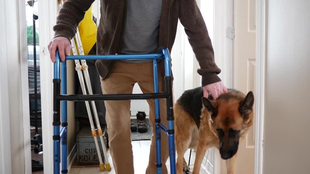 Man with a walking frame rollator being helped to walk by a service dog.