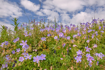 Obraz na płótnie Canvas flowers geranium wildflower meadow sky blue
