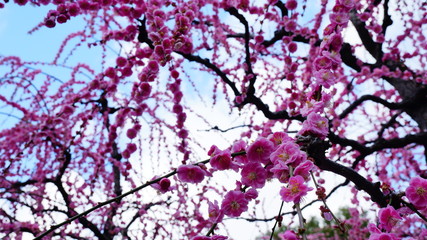 城南宮の枝垂れ梅