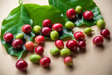 Naklejka na ściany i meble Ripe red cherry coffee and green unripe coffee
