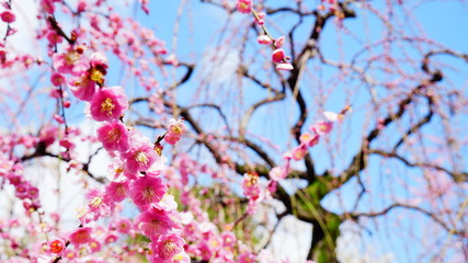 城南宮の枝垂れ梅