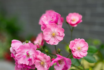 Fototapeta na wymiar Rosa multiflora