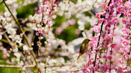 城南宮の梅林とメジロ