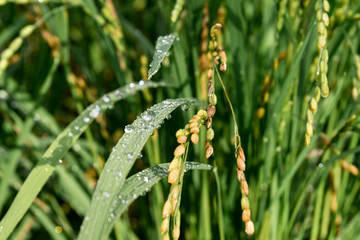 Ripe rice key with morning dew