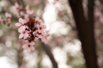Cherry Tree blossoming in various different angles and space