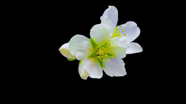 Almond fruit flower blossoming timelapse isolated with alpha