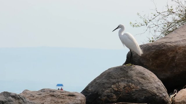 Heron bird rests on the shore of Israel's lake Kinneret. the bird stands on a rock near the shore and then flies away