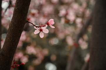 Cherry Tree blossoming in various different angles and space