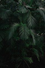 Green leaf background in the rainforest in krabi province, Thailand.
