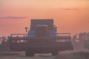 Fototapeta na wymiar Harvesting in a wheat field combine.