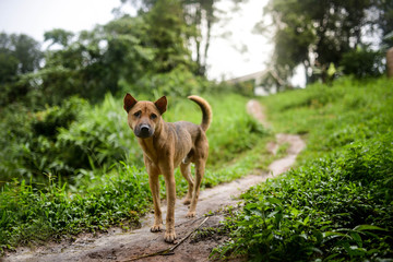Naklejka premium A thai breed dog a brown saddle walks on a forest path.