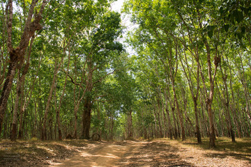 Obraz premium path in the forest