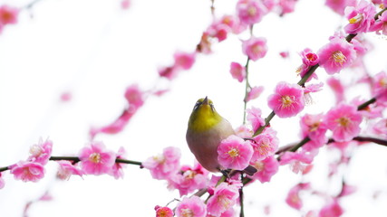 城南宮の梅林とメジロ