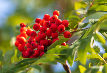 Red viburnum on the branches of a tree