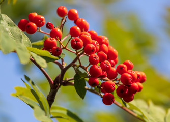 Red viburnum on the branches of a tree