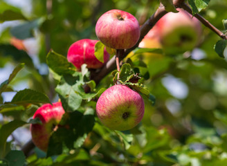 Ripe red apples on the branches