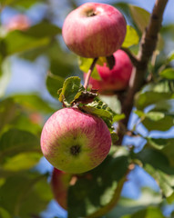 Ripe red apples on the branches