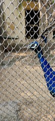 beautiful peacock from the fence in kolkata, India