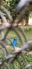 beautiful peacock from the fence in kolkata, India