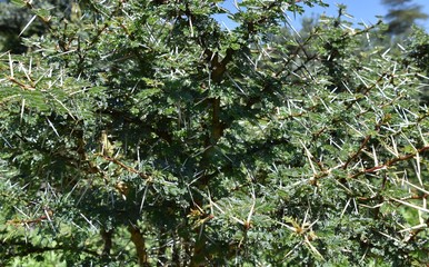 Whistling Thorn Acacia Tree, Green Crater Lake, Kenya