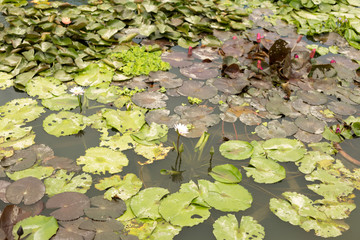 Obraz na płótnie Canvas Colorful water lily flowers and leaves in pond.