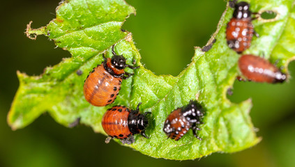 Colorado beetles eat potato leaves