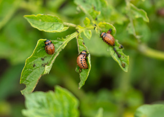 Colorado beetles eat potato leaves