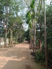 Obraz premium road in forest