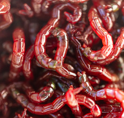 Red bloodworm worms as a background