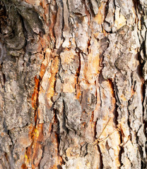 Bark on a pine tree as abstract background