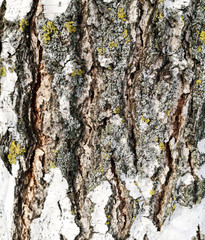 White bark on a birch as an abstract background