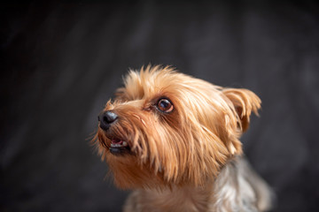 Yorkshire Terrier in the studio against a dark background. Photographed close-up.