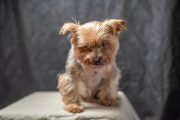 Yorkshire Terrier in the studio against a dark background. Photographed close-up.