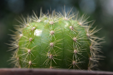 Close up of cactus with blurred background, Echinopsis calochlora K.Schum.