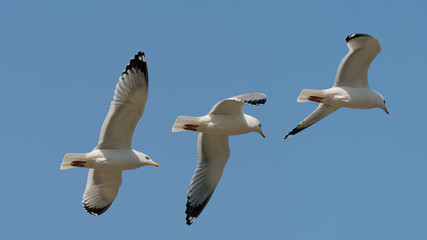 Sequence of seagull flying isolated on blue sky background, wings open widely.