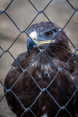 Golden Eagle in captivity