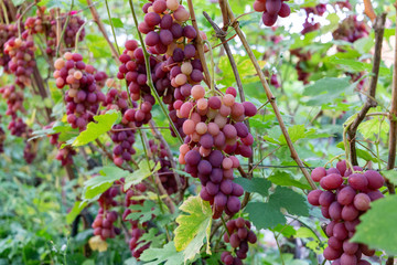 Beautiful background of ripe red bunches of grapes ready for harvest. The concept of viticulture and winemaking.