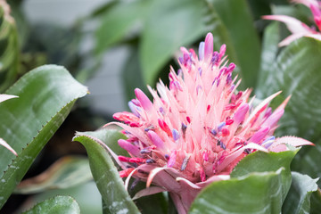 熱帯の鮮やかなピンクの花＿エクメア