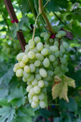 Closeup of a bunch of light grapes in the sun against a background of green leaves. Viticulture concept.