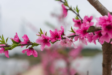 Obraz premium peach blossom on the tree