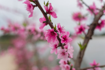 peach blossom on the tree