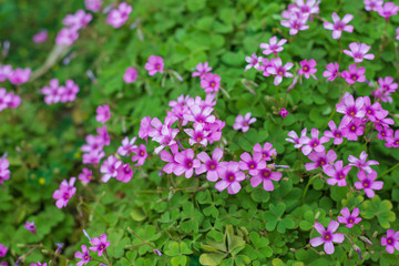 beautiful oxalis rubra for background