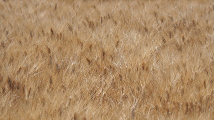 Gold Wheat Field. Beautiful Landscape. Background of ripening ears of meadow wheat field. Summer time