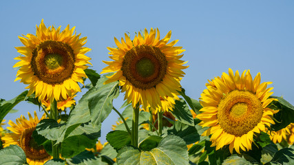 Yellow sunflowers. Wonderful rural landscape of sunflower field in sunny day