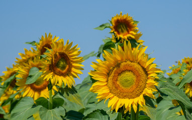 Yellow sunflowers. Wonderful rural landscape of sunflower field in sunny day