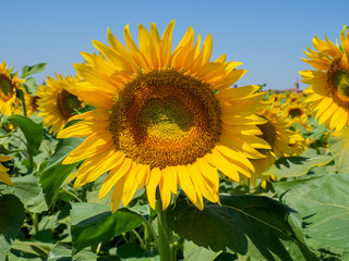 Yellow sunflowers. Wonderful rural landscape of sunflower field in sunny day