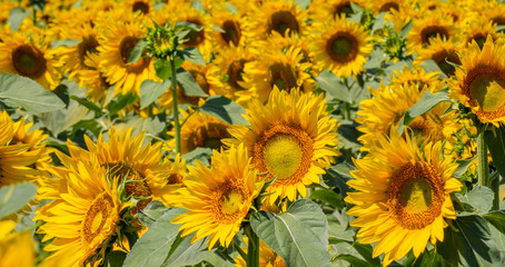 Fototapeta na wymiar Yellow sunflowers. Wonderful rural landscape of sunflower field in sunny day