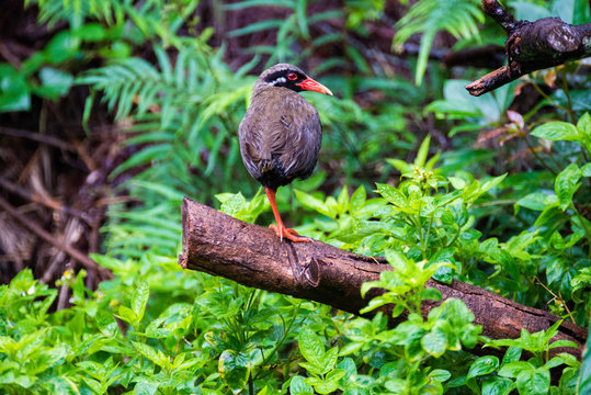 61 件の最適な ヤンバルクイナ 画像 ストック写真 ベクター Adobe Stock