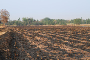 Scenery of burned farm land after sugar cane harvesting with natural background.